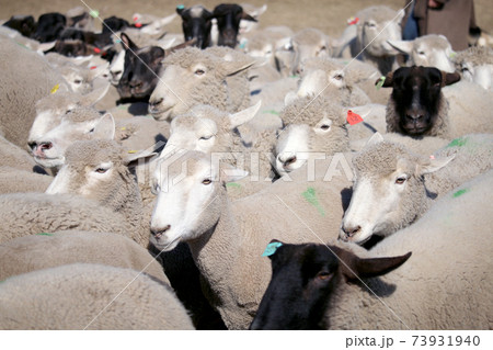 羊の横顔の写真素材