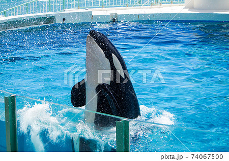 海のギャングの写真素材