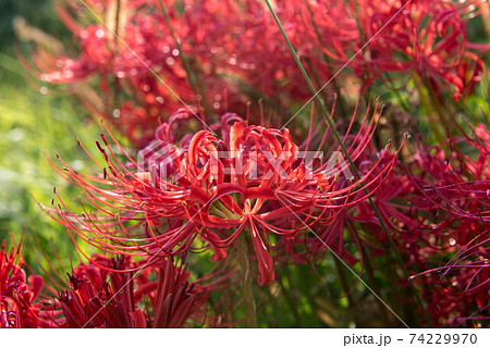 紅蓮華 花の写真素材