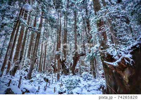 杉 雪 杉の木 降雪の写真素材 - PIXTA