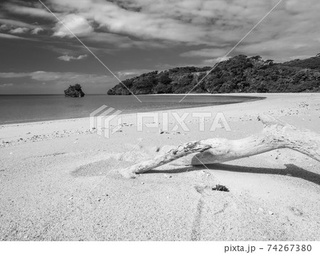 海 砂浜 浜辺 倒木の写真素材