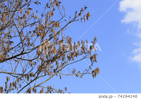 榛の木の花の写真素材