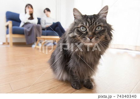 長毛種 猫 ネコ 雑種の写真素材 長毛種 猫 ネコ 雑種の写真素材