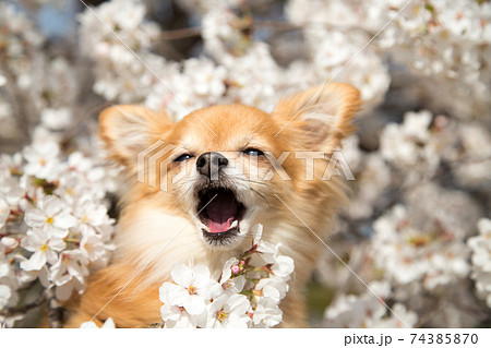 犬 チワワ あくびの写真素材