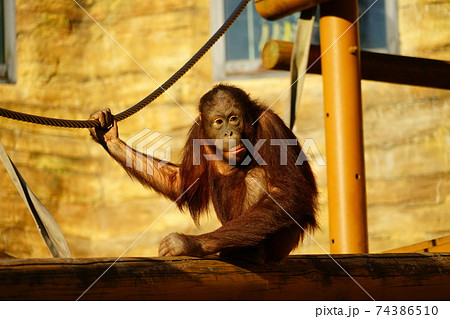 オランウータンの赤ちゃんの写真素材