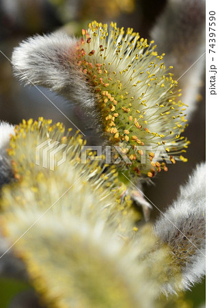 ネコヤナギ 猫柳 春 花粉の写真素材