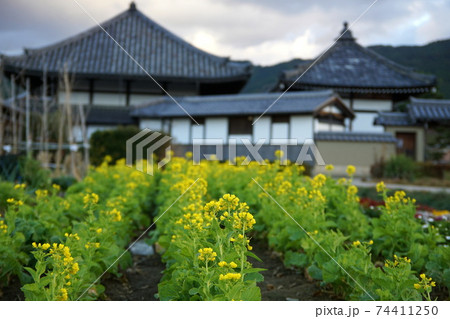 奈良県 明日香村 田舎 菜の花畑の写真素材