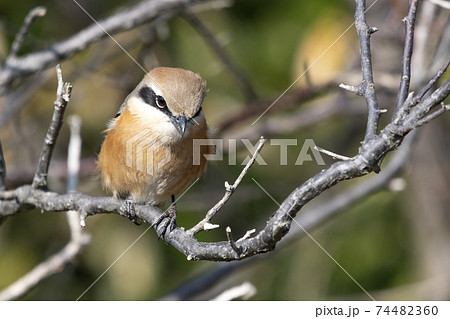 百舌鳥 もず 鳥 百舌の写真素材 - PIXTA
