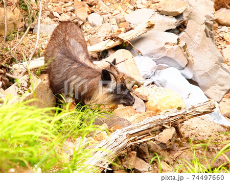 カモシカ 八ヶ岳 動物 自然の写真素材