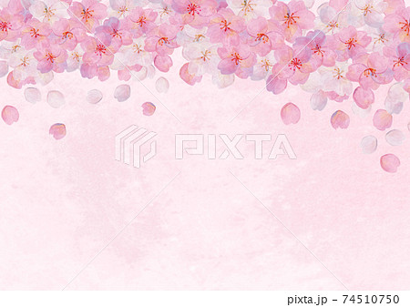 山桜のイラスト素材