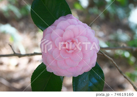 3月31日の誕生花の写真素材