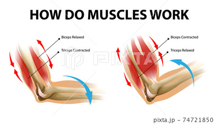人体 解剖学 腕 筋のイラスト素材