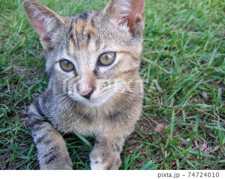 首を傾げる猫の写真素材