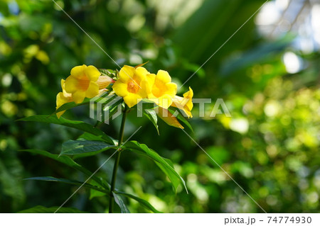 花 植物 黄色 キョウチクトウ科の写真素材