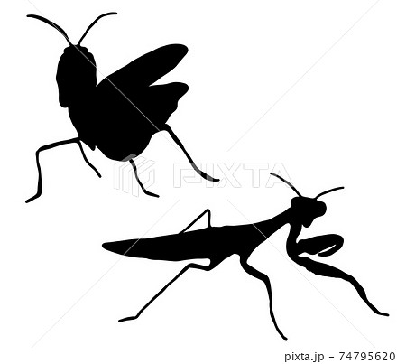 カマキリ かわいいのイラスト素材