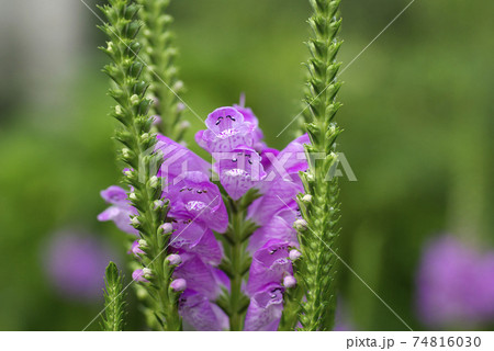 トラノオ 虎の尾 の紫の花がユーモアがあって楽しいの写真素材