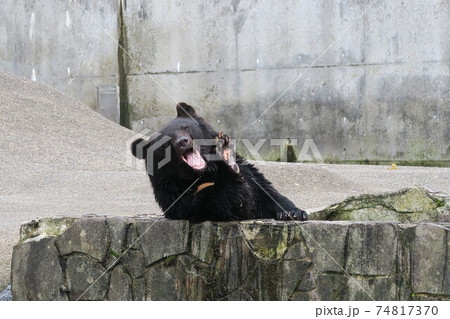 熊 面白いの写真素材