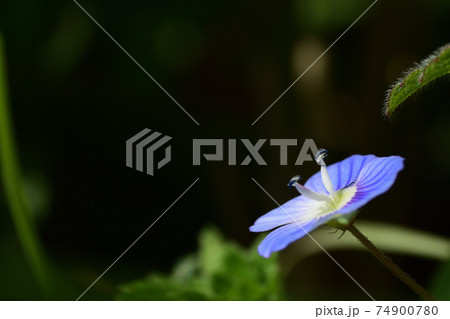 おおいぬのふぐり 青い花 雑草の写真素材