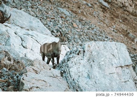 アイベックス 動物 鹿 スイスの写真素材