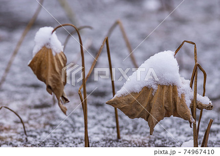 葉っぱ 蓮 ハス 枯れるの写真素材