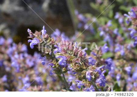 コモンセージ 花の写真素材