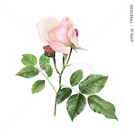 バラ 薔薇 花 蕾のイラスト素材