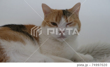 動物 猫 ウインク ペットの写真素材