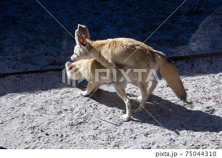 交尾 動物の写真素材