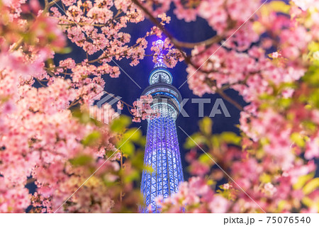 夜桜の写真素材