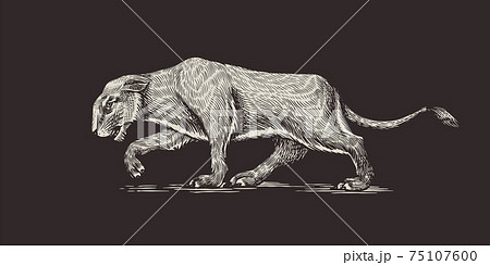 ライオン 白黒のイラスト素材