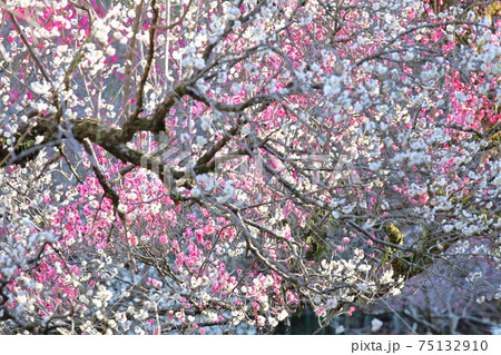 百花繚乱 梅の花の写真素材