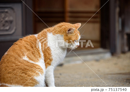 威嚇 怒る 動物 猫の写真素材