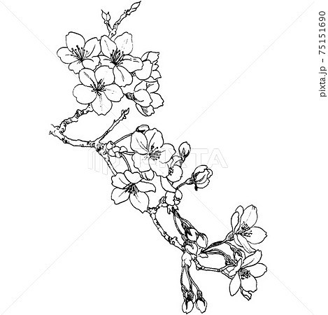 花 モノクロ 桜 和風のイラスト素材