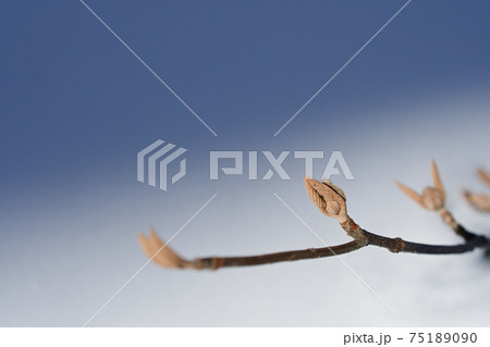 ウルトラマン 素材の写真素材