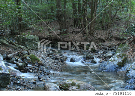 河川 森 川 forestの写真素材 - PIXTA