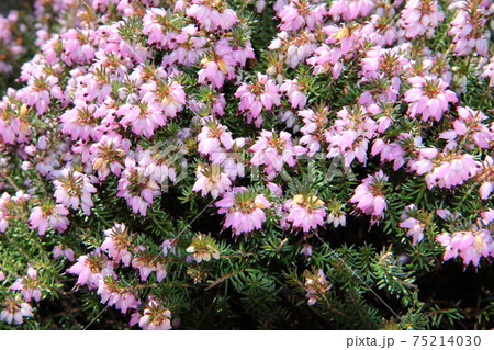 ヘザー 植物 花 エリカの写真素材