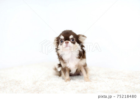 犬 チワワ ロングコートチワワ 茶色の写真素材