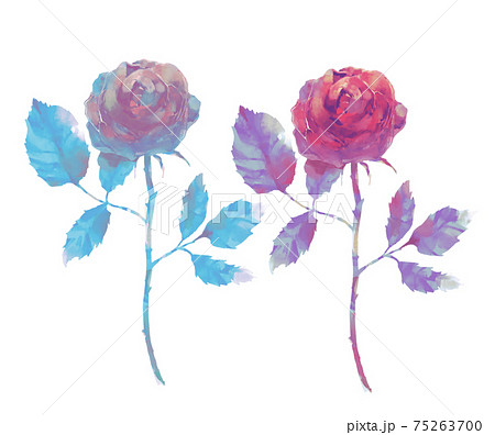 薔薇 バラ 花 ローズのイラスト素材