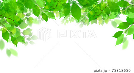 木漏れ日のイラスト素材