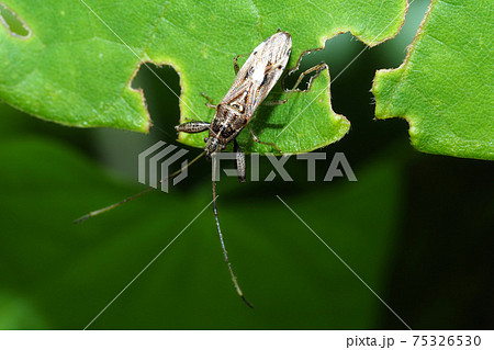 長い触角 昆虫の写真素材