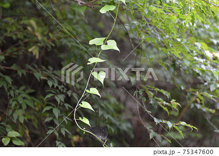 雑草 つる 植物 葉の写真素材