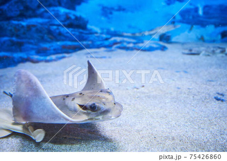 エイ 魚 壁紙 綺麗の写真素材