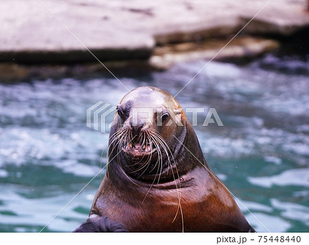 トド 動物の写真素材