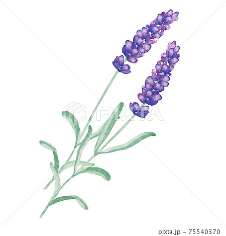 ラベンダー 花 植物 ハーブのイラスト素材