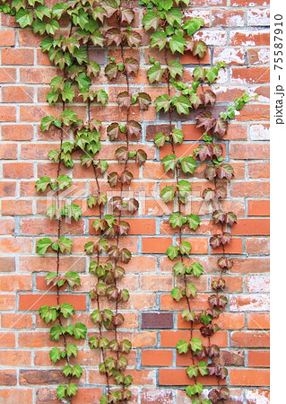 蔦 ツタ つた レンガ壁 壁 カベ レンガ塀 植物の写真素材