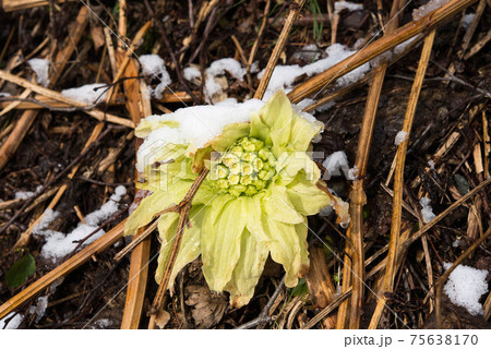 フキノトウ 蕗の薹 ふきのとう 雪の写真素材