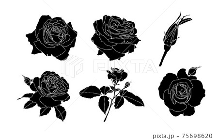 花 黒色 薔薇 モノクロの写真素材