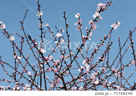 桜に似た花の写真素材