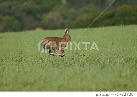 蝦夷雪兎の写真素材