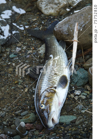 ウグイ 川魚の写真素材